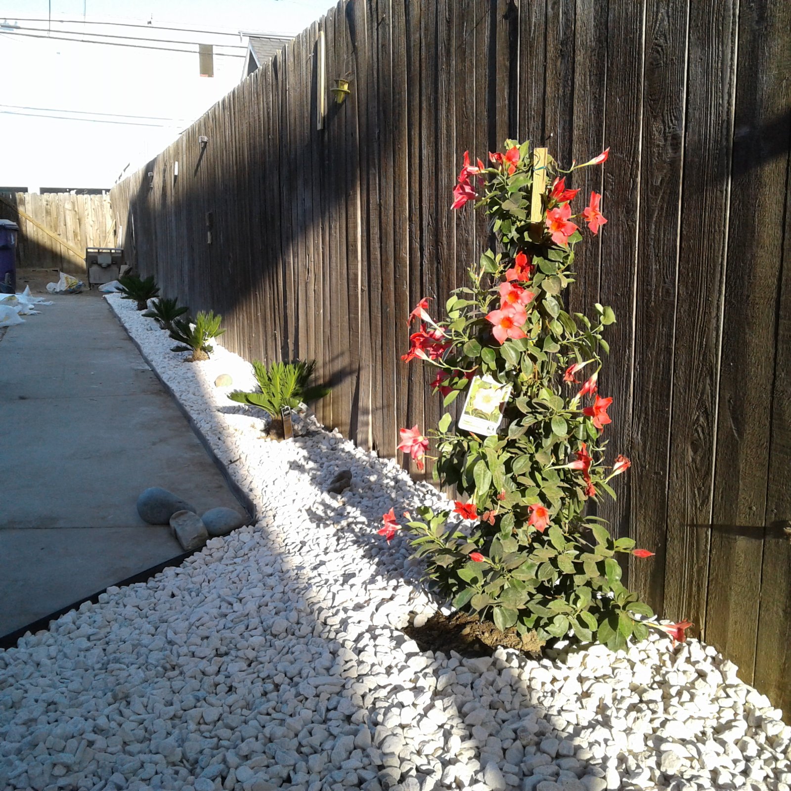 Ground-Level Planter with White 3/4" Gravel and Sago Palm Installation
